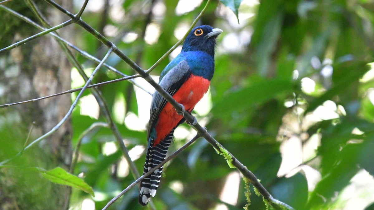 trogon modrotemenný - ML613991212