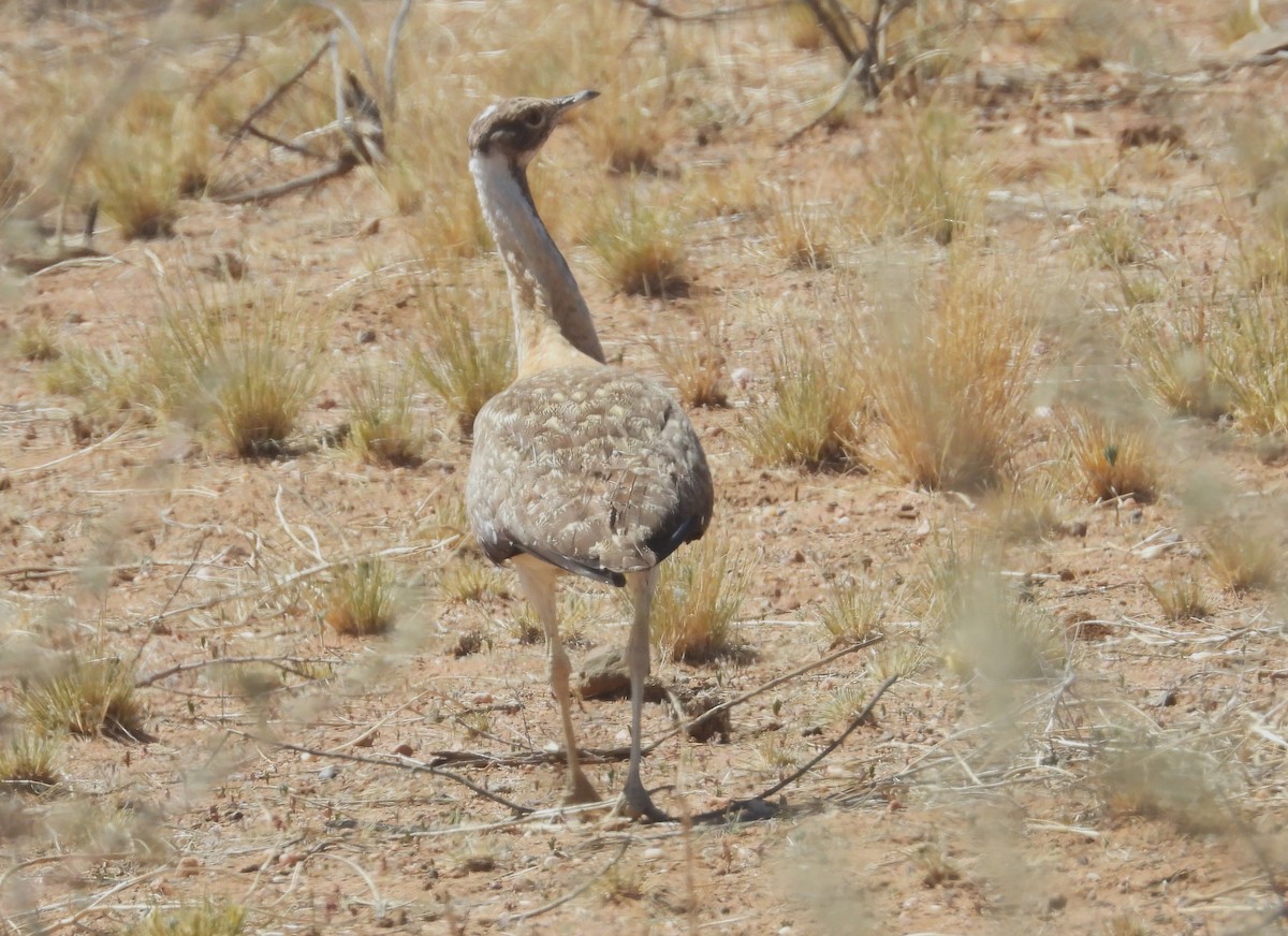 Avutarda de Namibia - ML613991266