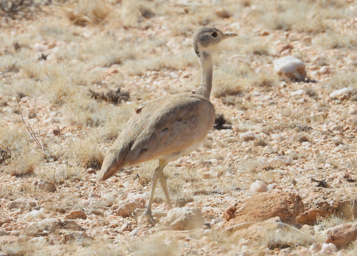 Rüppell's Bustard - Morten Winther Dahl