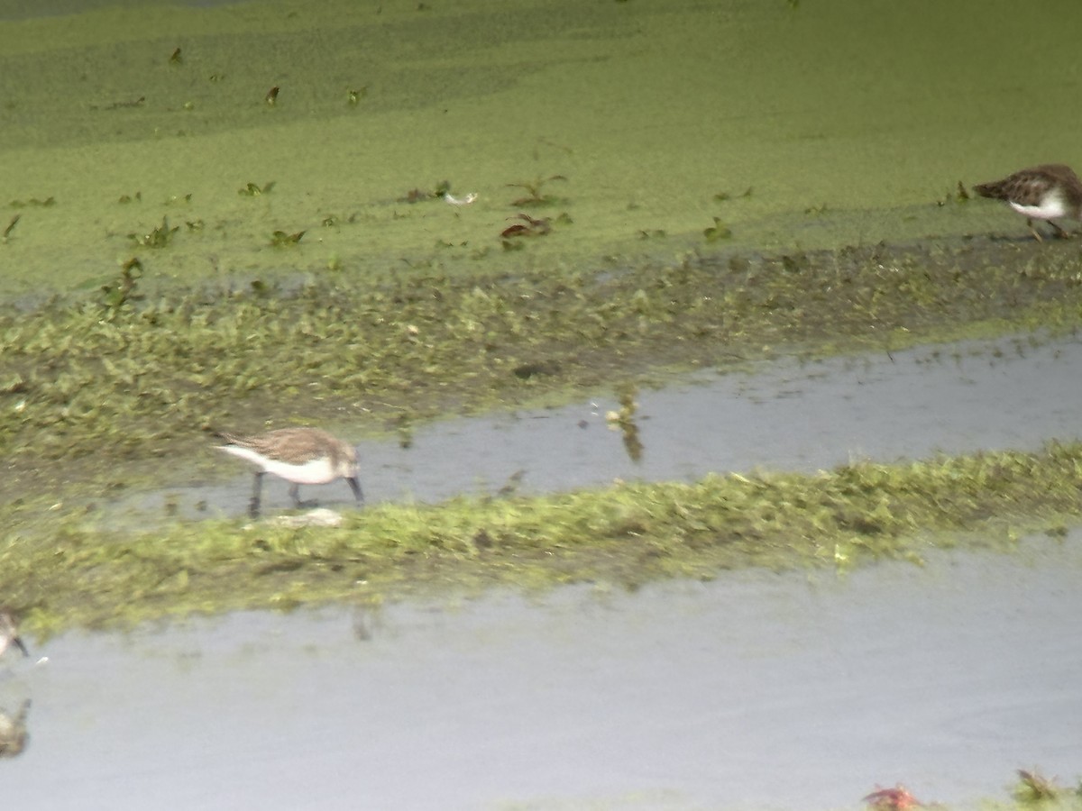 Western Sandpiper - ML613991334