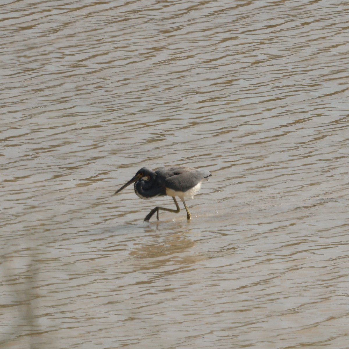 Tricolored Heron - ML613991420