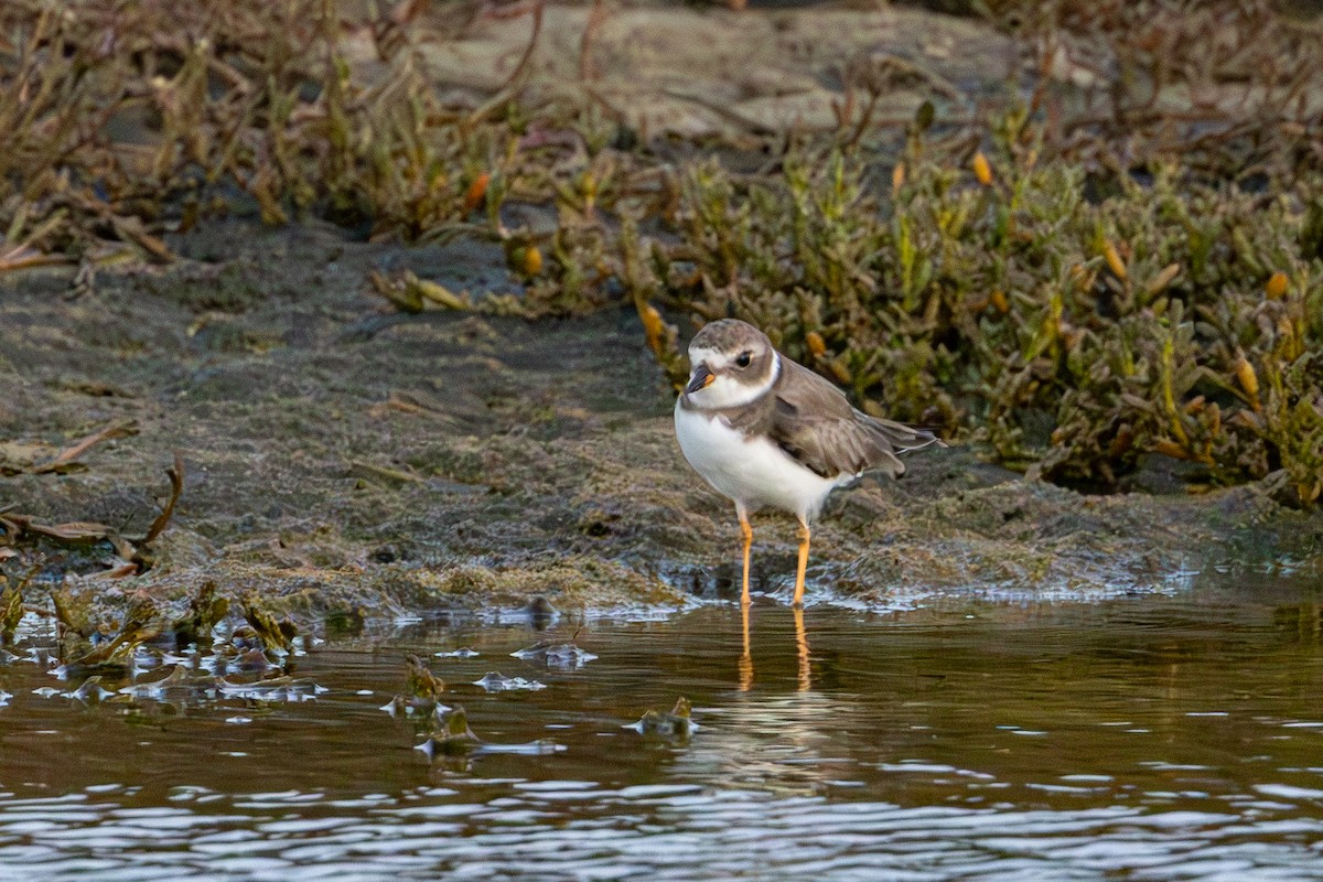 Semipalmated Plover - ML613991507