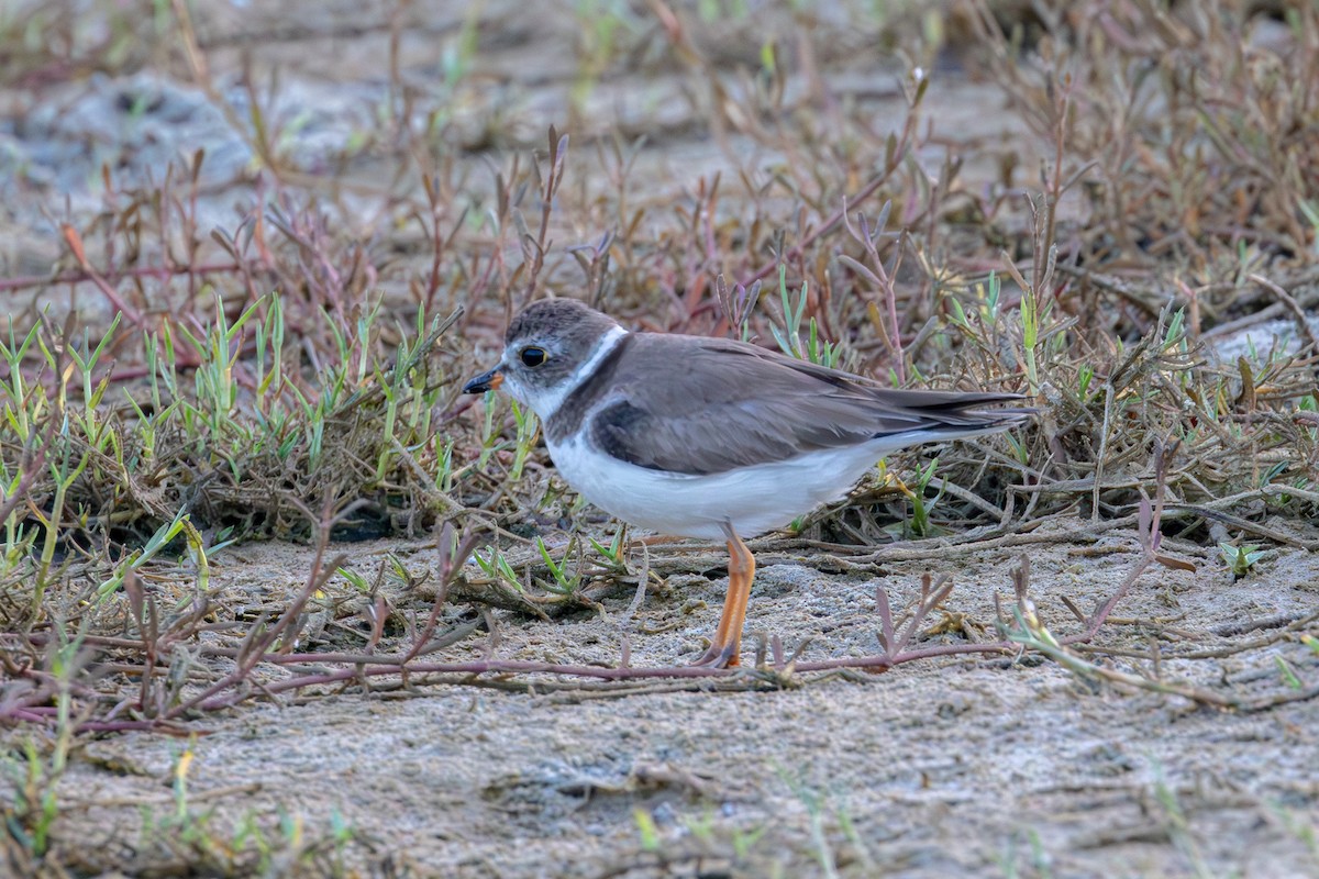 Semipalmated Plover - ML613991508