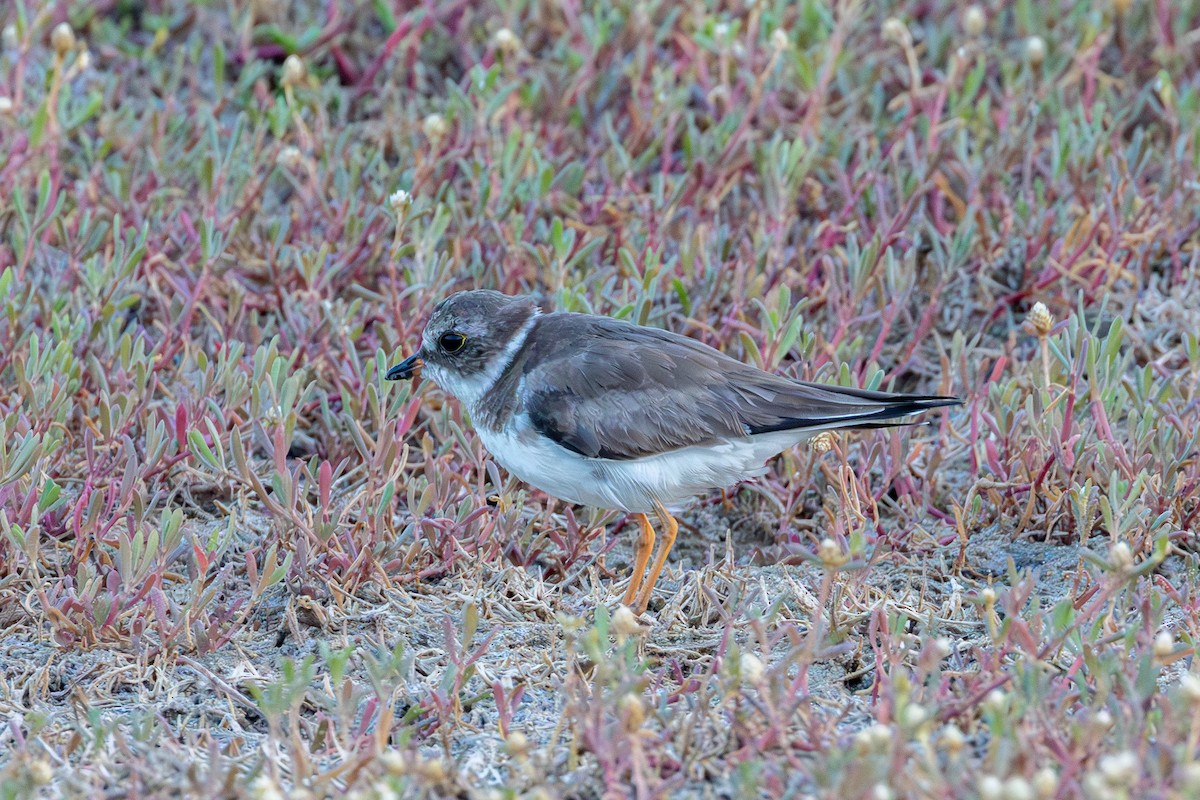 Semipalmated Plover - ML613991509