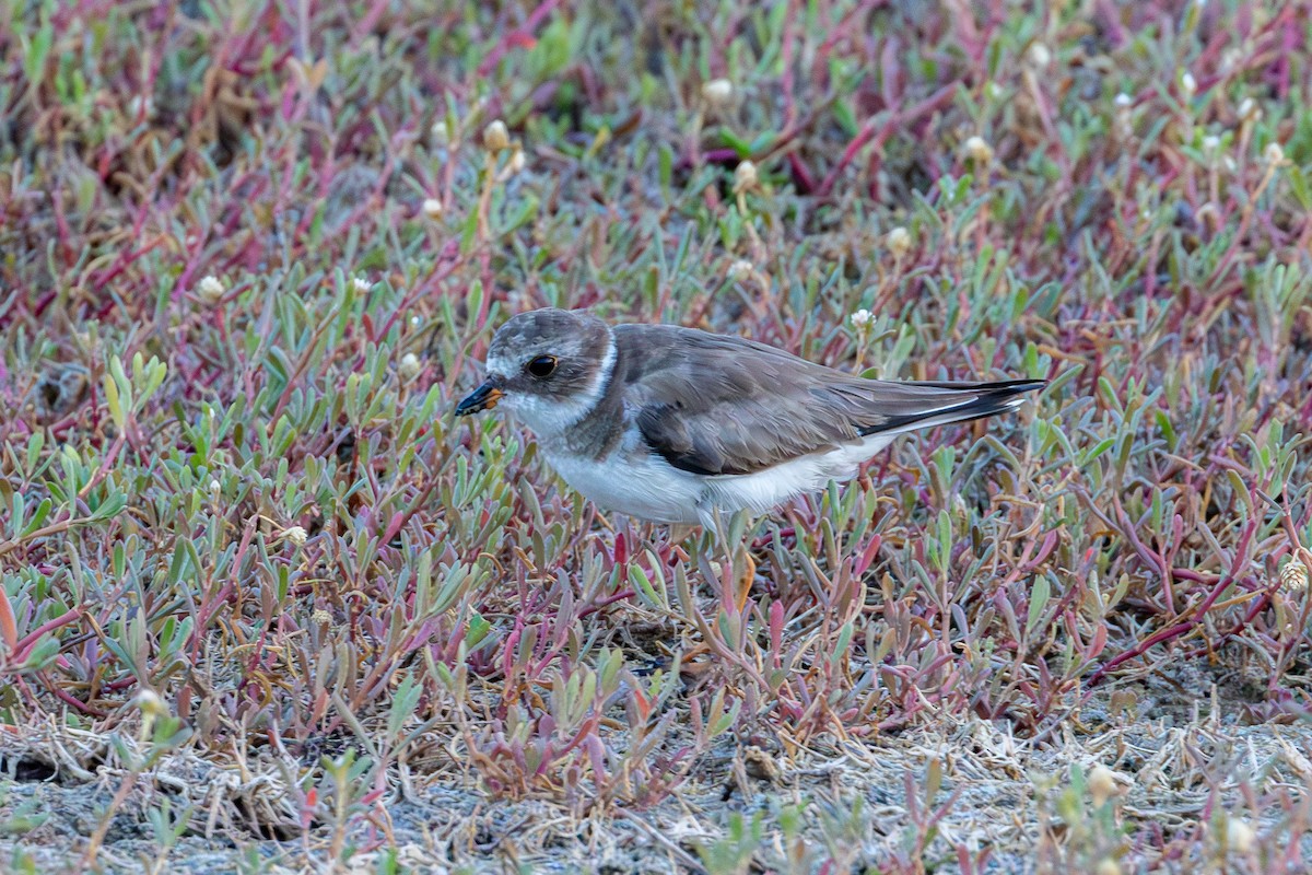 Semipalmated Plover - ML613991510