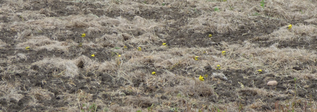 Chardonneret jaune - ML61399161