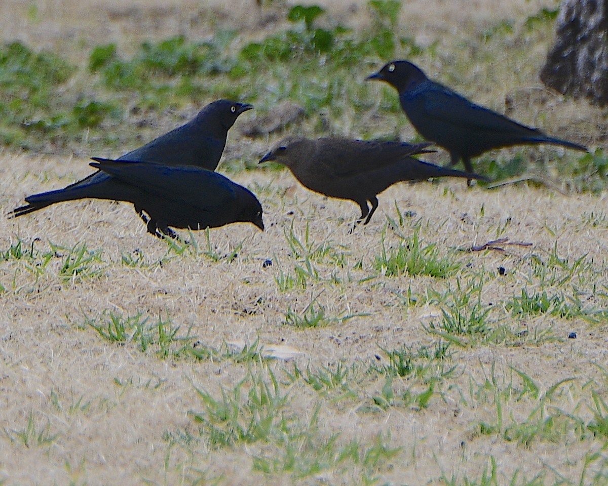 Brewer's Blackbird - ML613991697