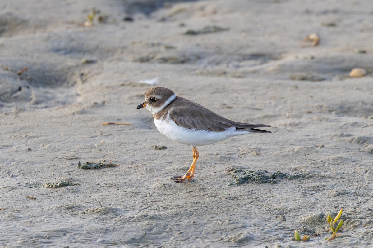 Semipalmated Plover - ML613991744