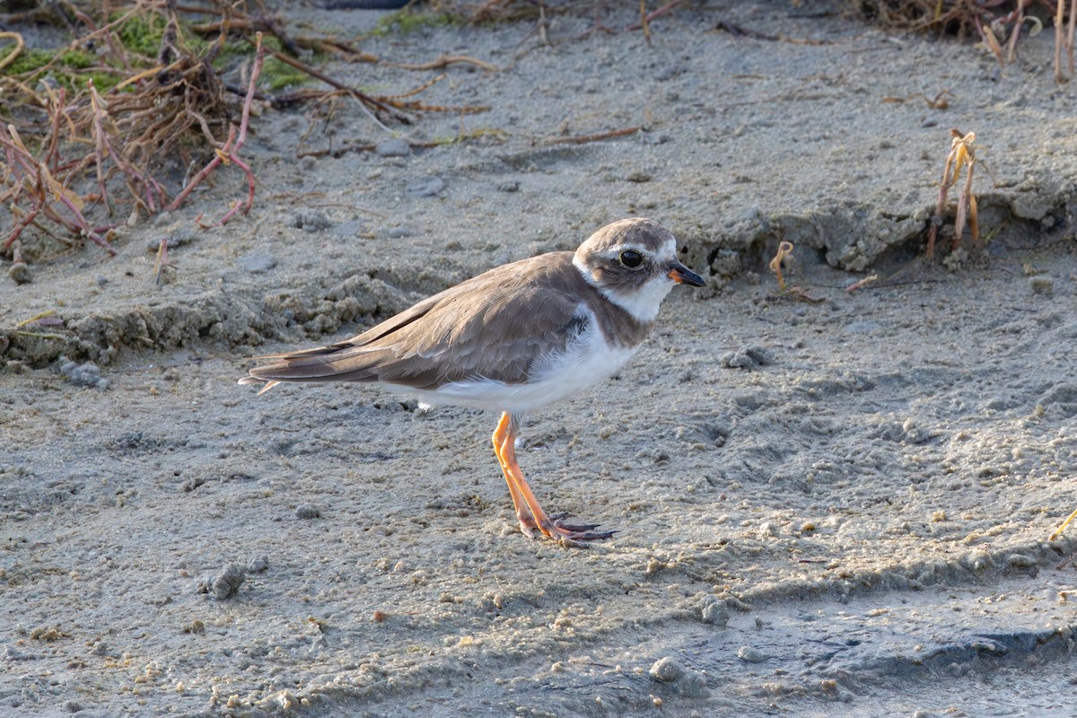 Semipalmated Plover - ML613991745