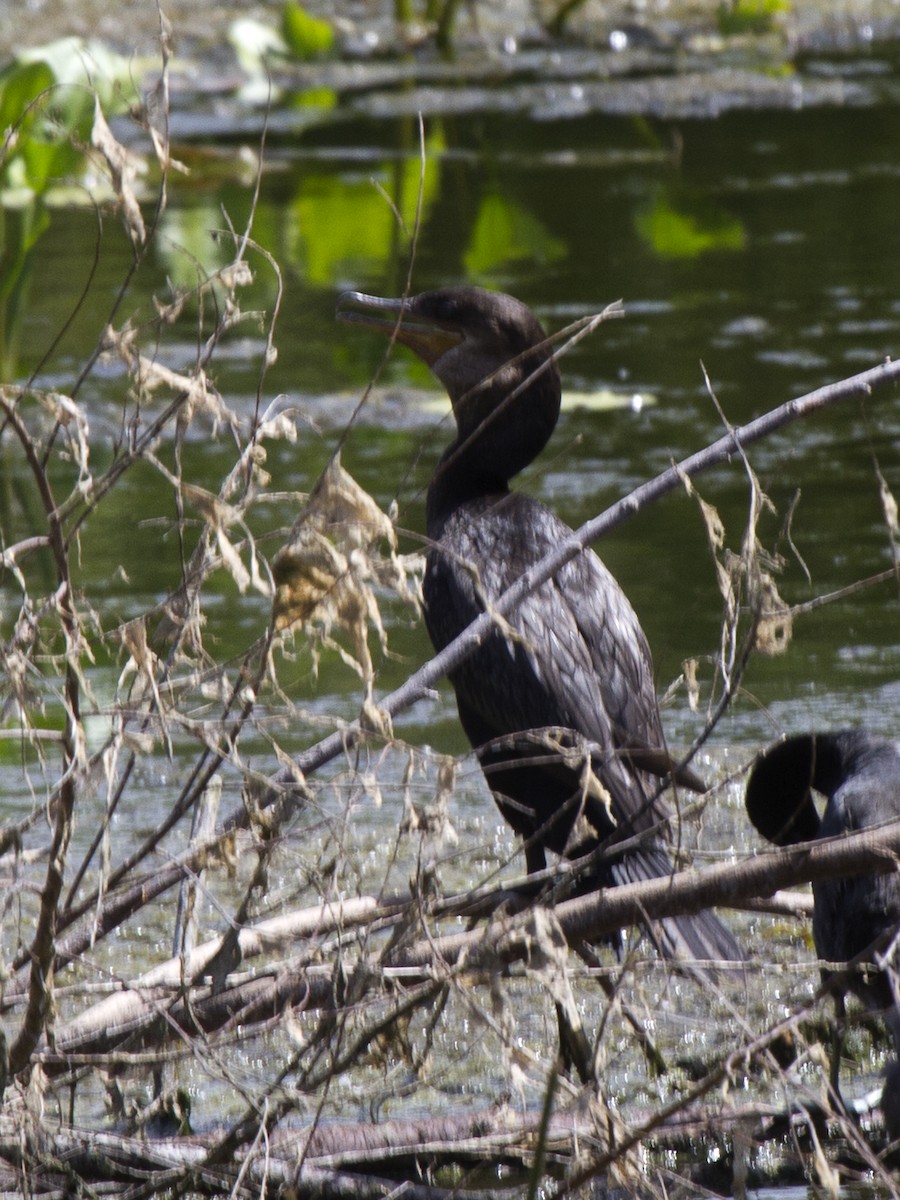 Cormoran vigua - ML613991759