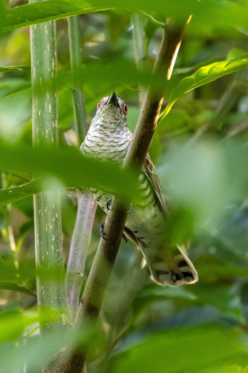 Little Bronze-Cuckoo (Little) - Carol Popple