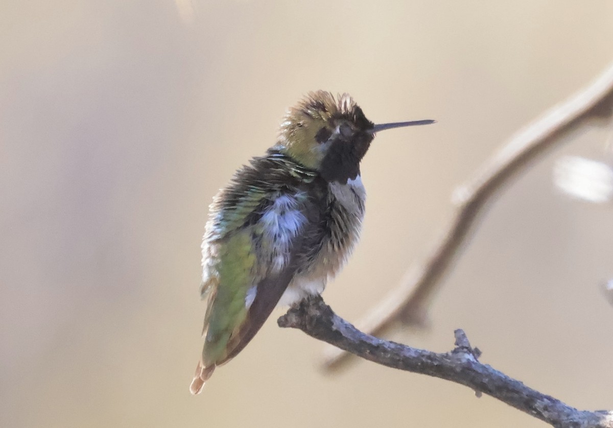 Anna's/Costa's Hummingbird - ML613991874