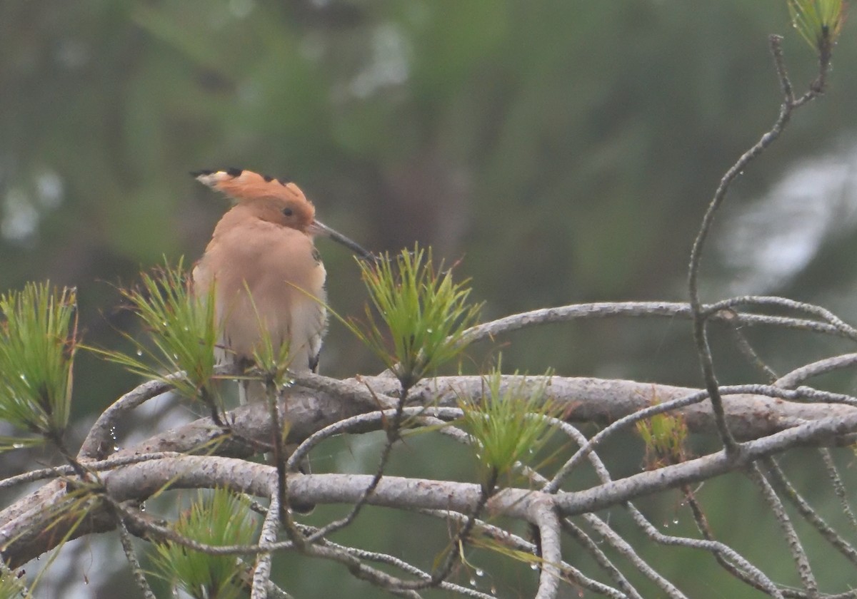 Eurasian Hoopoe - ML613991918