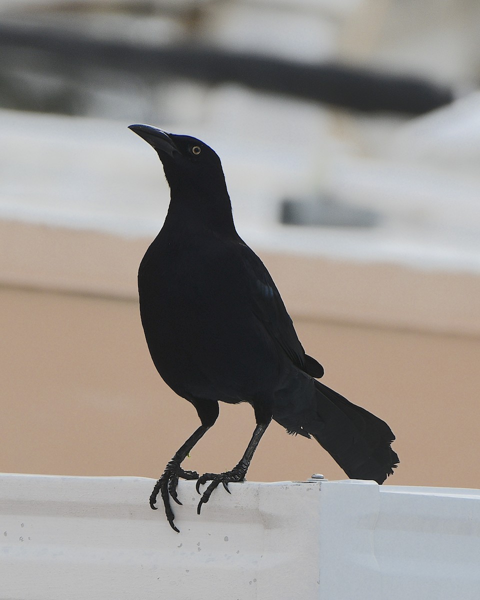 Great-tailed Grackle - ML613991925