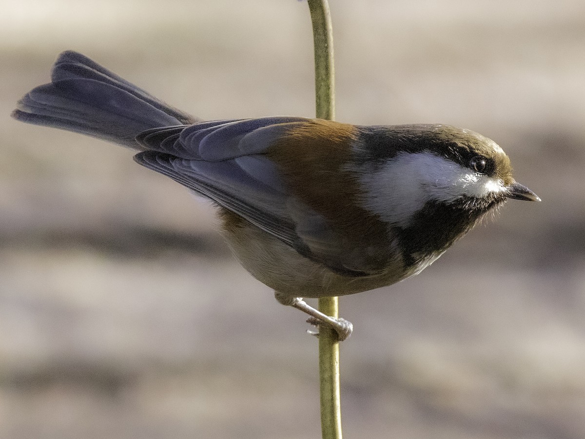 Chestnut-backed Chickadee - Oksana Selavri