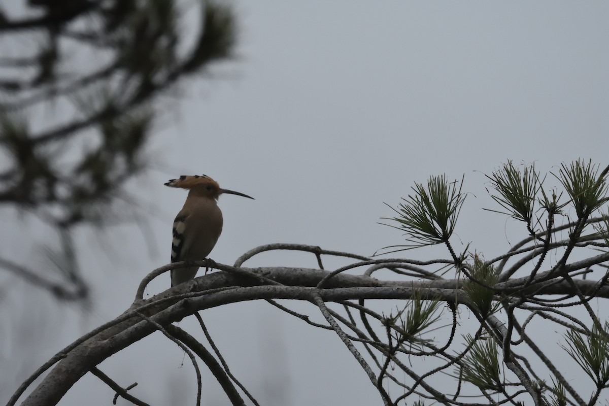 Eurasian Hoopoe - ML613991945