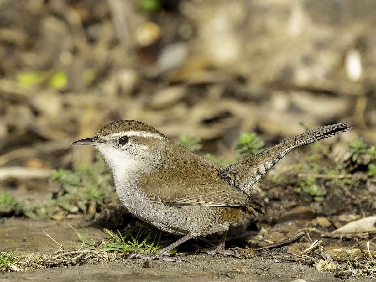 Bewick's Wren - ML613991954