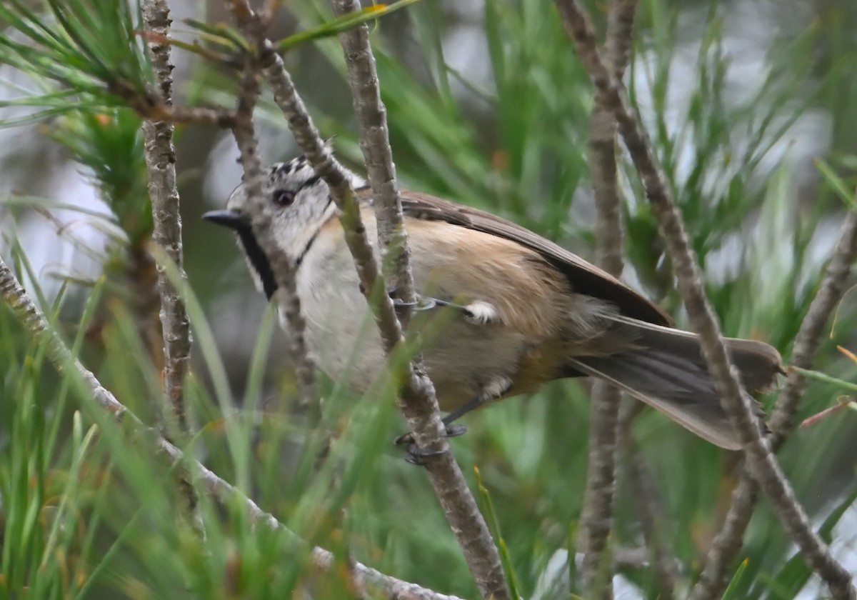 Crested Tit - ML613991960