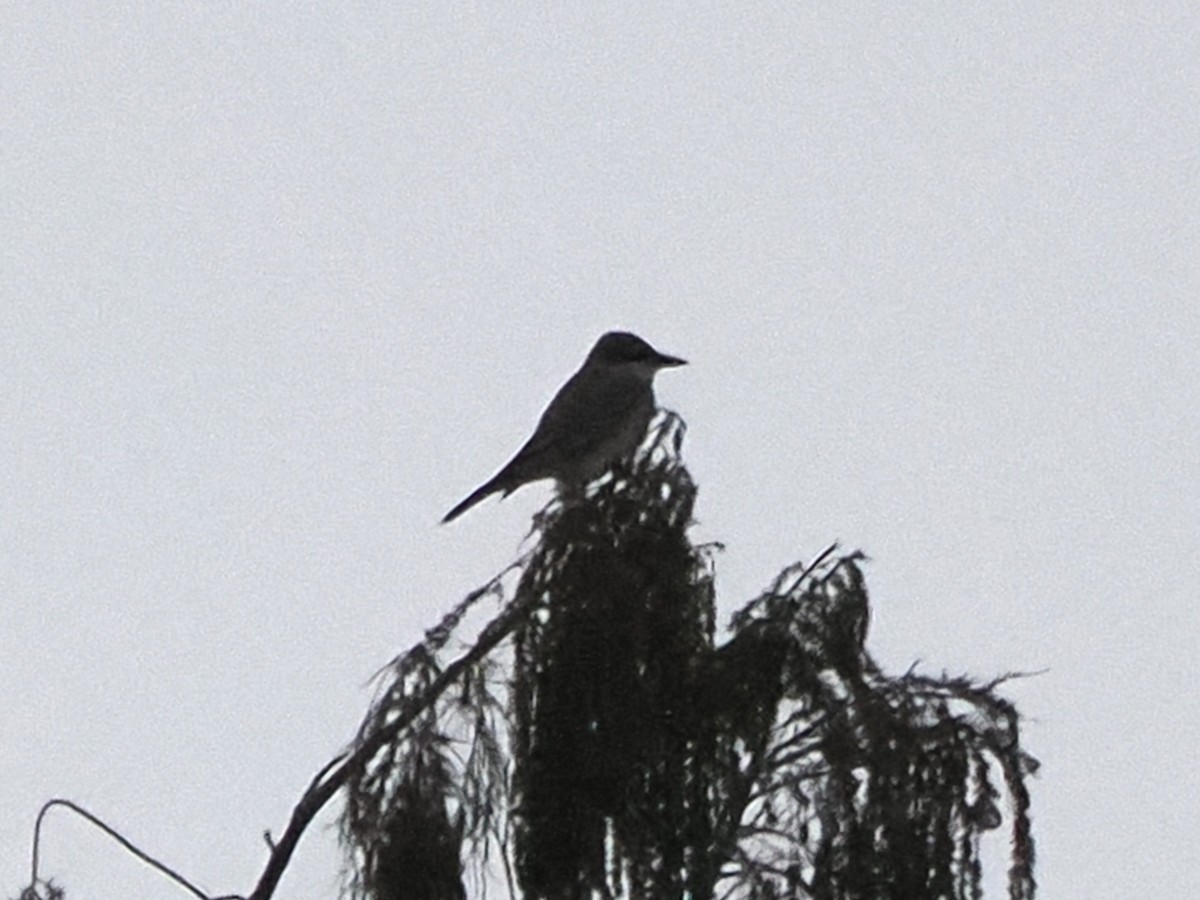 Gray Kingbird - Clay Bliznick