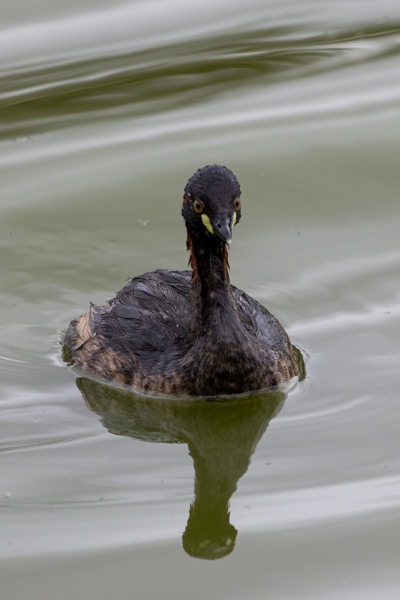 Australasian Grebe - ML613992010