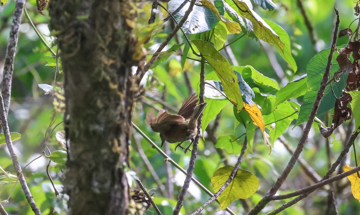 Fiji Shrikebill - ML613992019