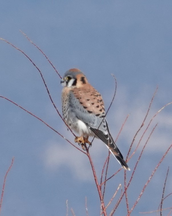 American Kestrel - ML613992026