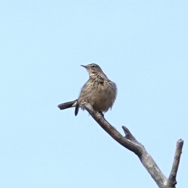 Pipit d'Amérique - ML613992041