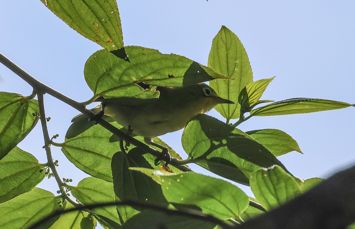 Zostérops des Fidji - ML613992047