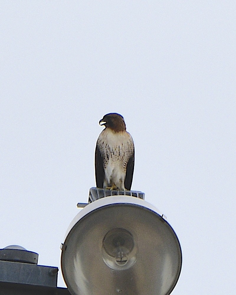 Red-tailed Hawk - ML613992060