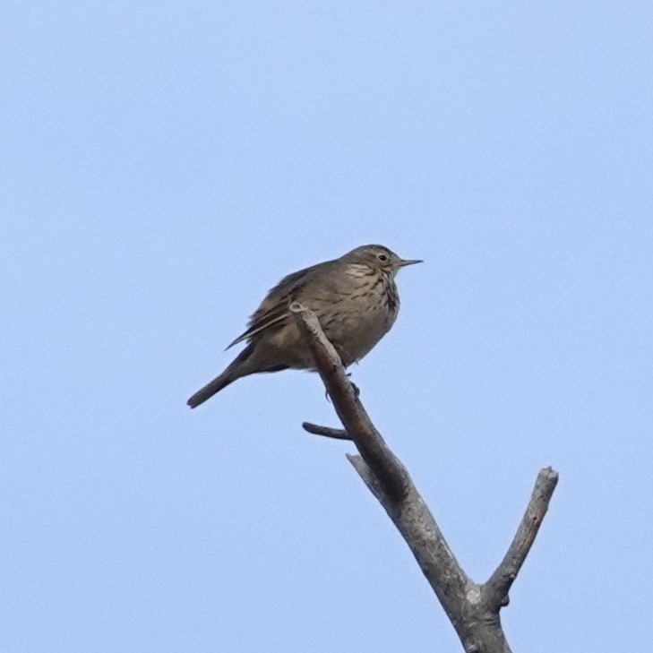 American Pipit - ML613992061