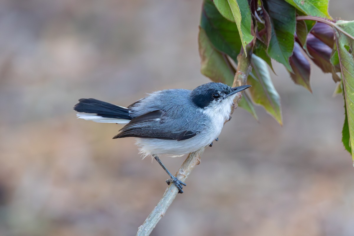 Tropical Gnatcatcher (atricapilla) - ML613992062