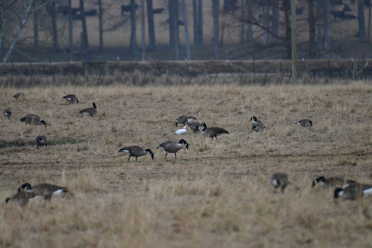 Ross's Goose - ML613992069