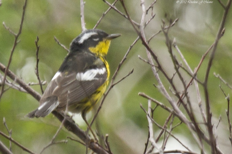 Magnolia Warbler - ML613992091