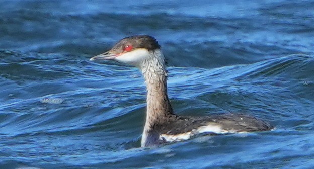 Horned Grebe - Dave Bowman