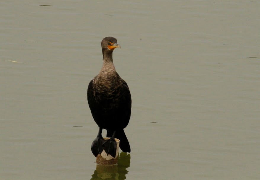 Neotropic Cormorant - ML613992172