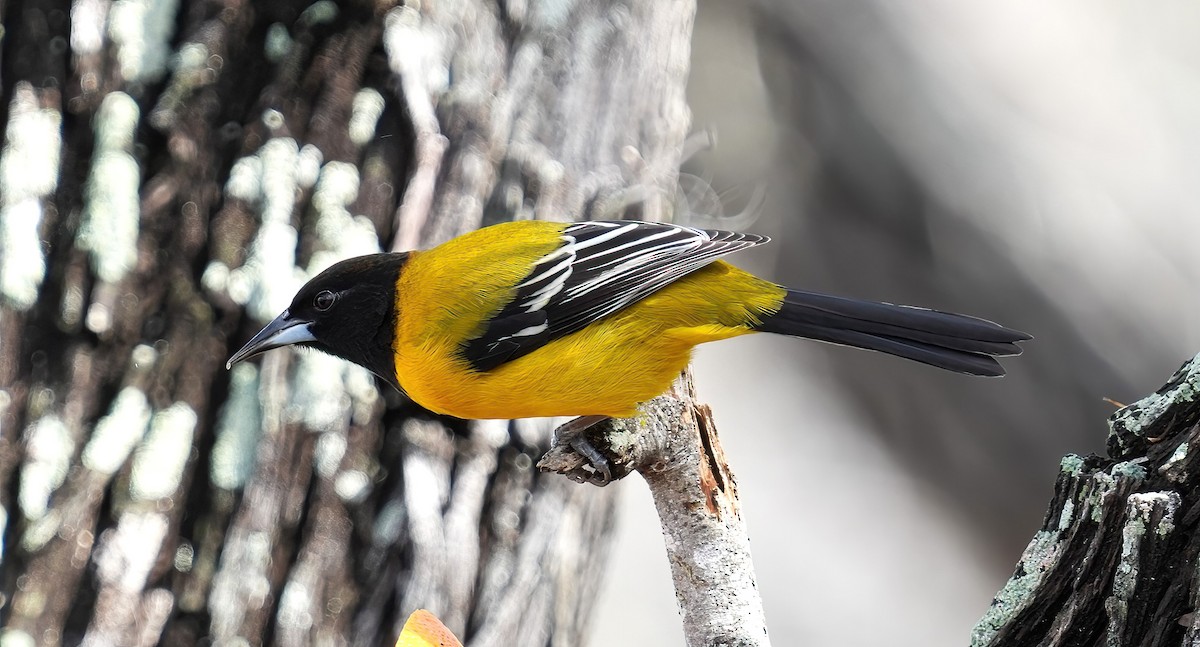 Audubon's Oriole - ML613992192