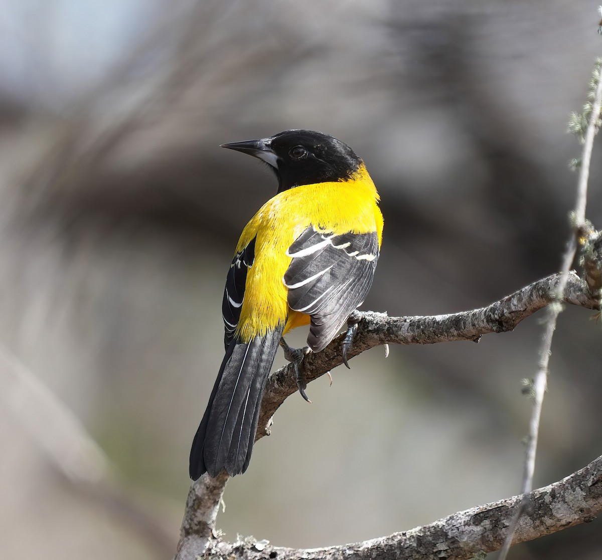 Audubon's Oriole - ML613992196