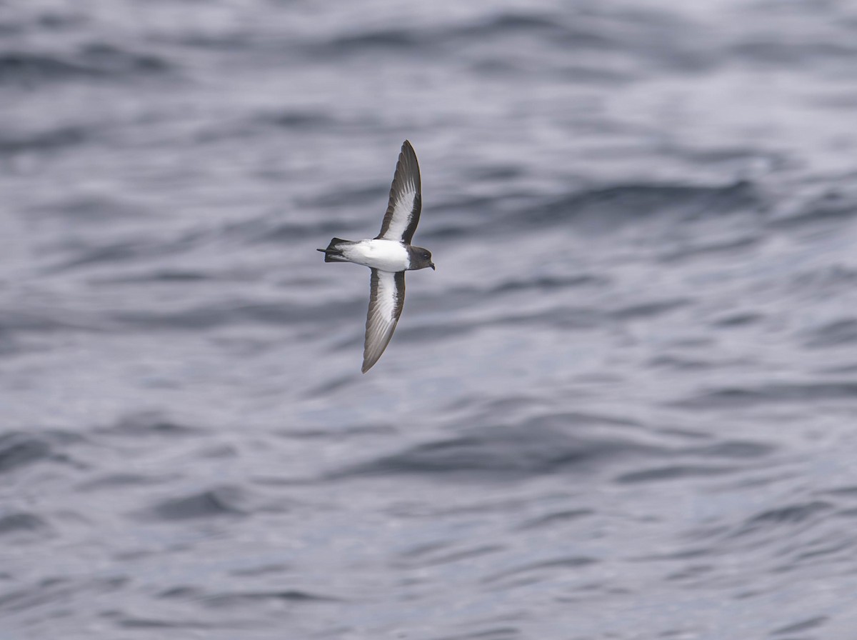 Gray-backed Storm-Petrel - William Richards