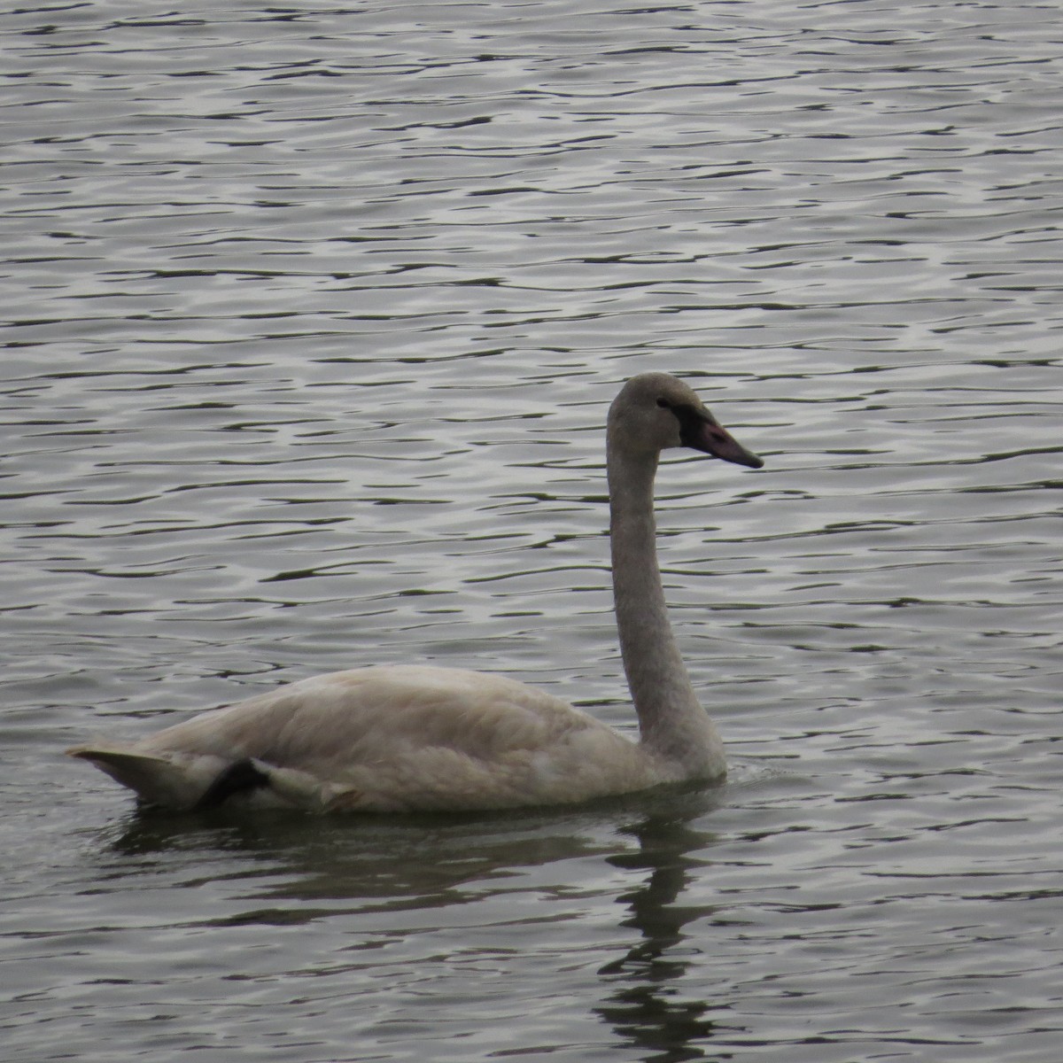 ナキハクチョウ - ML613992333