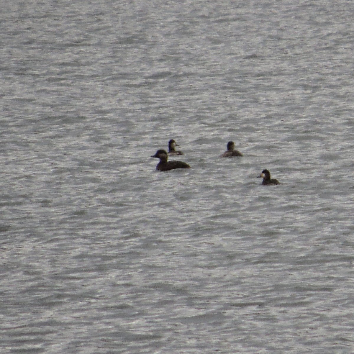 クロガモ - ML613992345