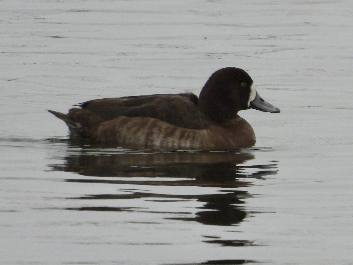 Greater Scaup - Robin M