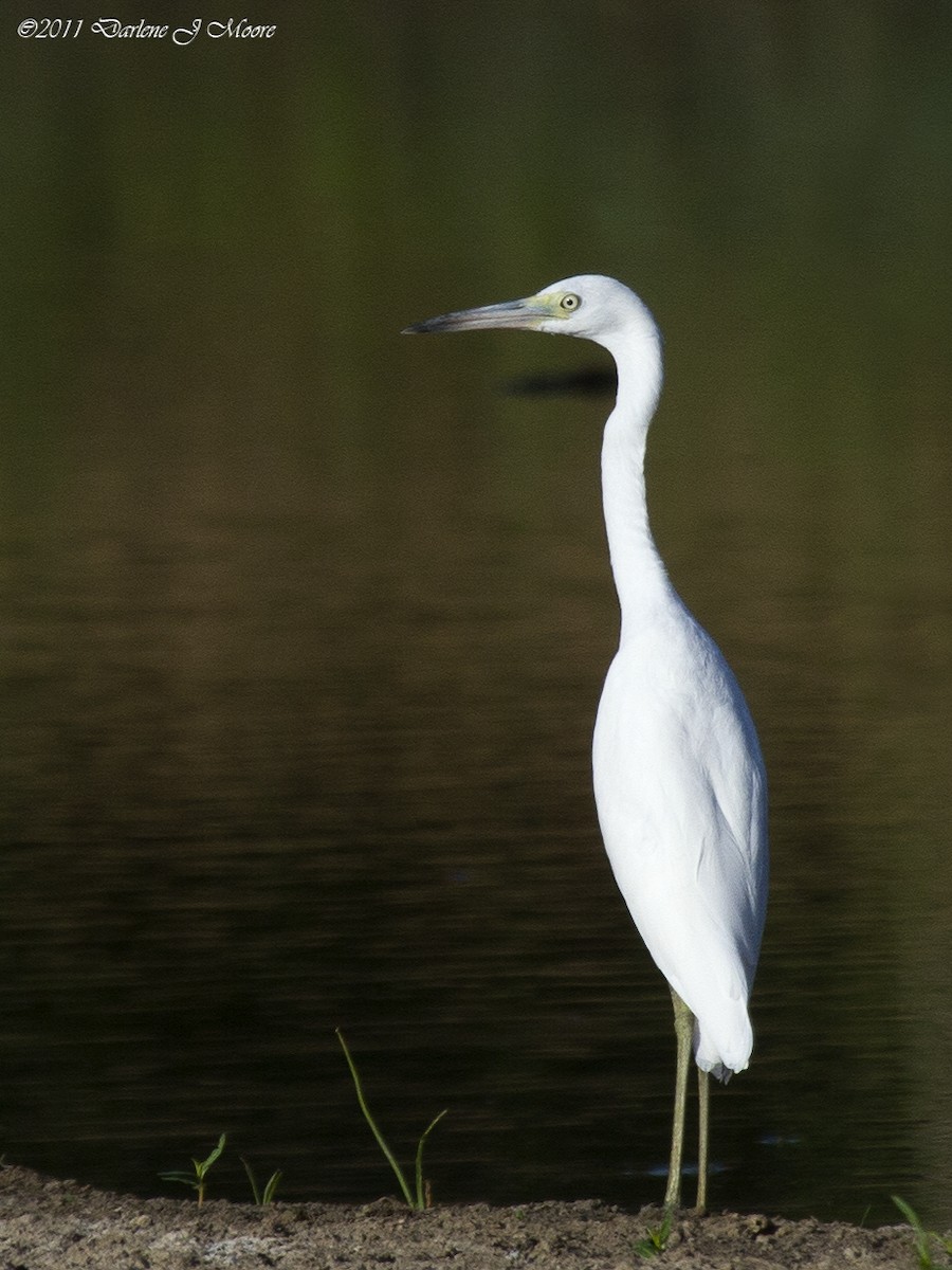 Little Blue Heron - Darlene J McNeil