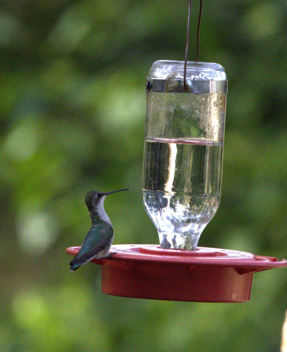 Ruby-throated Hummingbird - ML613992372