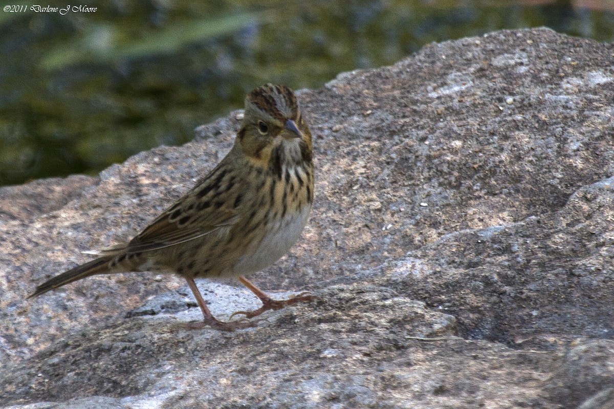 Lincoln's Sparrow - ML613992391