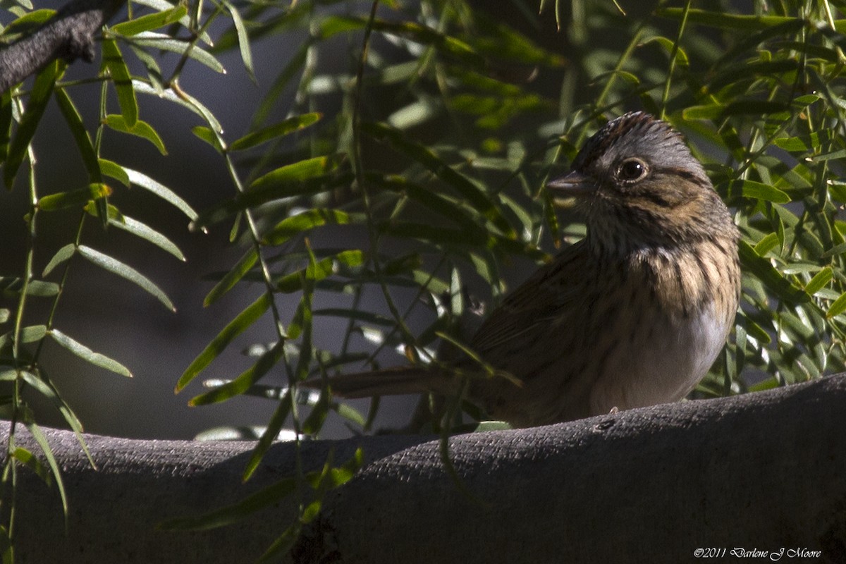 Lincoln's Sparrow - ML613992396