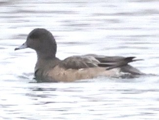 American Wigeon - Glenn Wilson