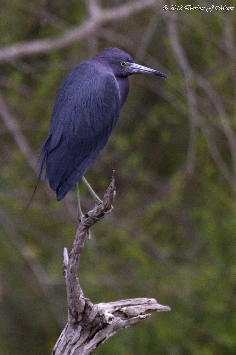 Little Blue Heron - Darlene J McNeil