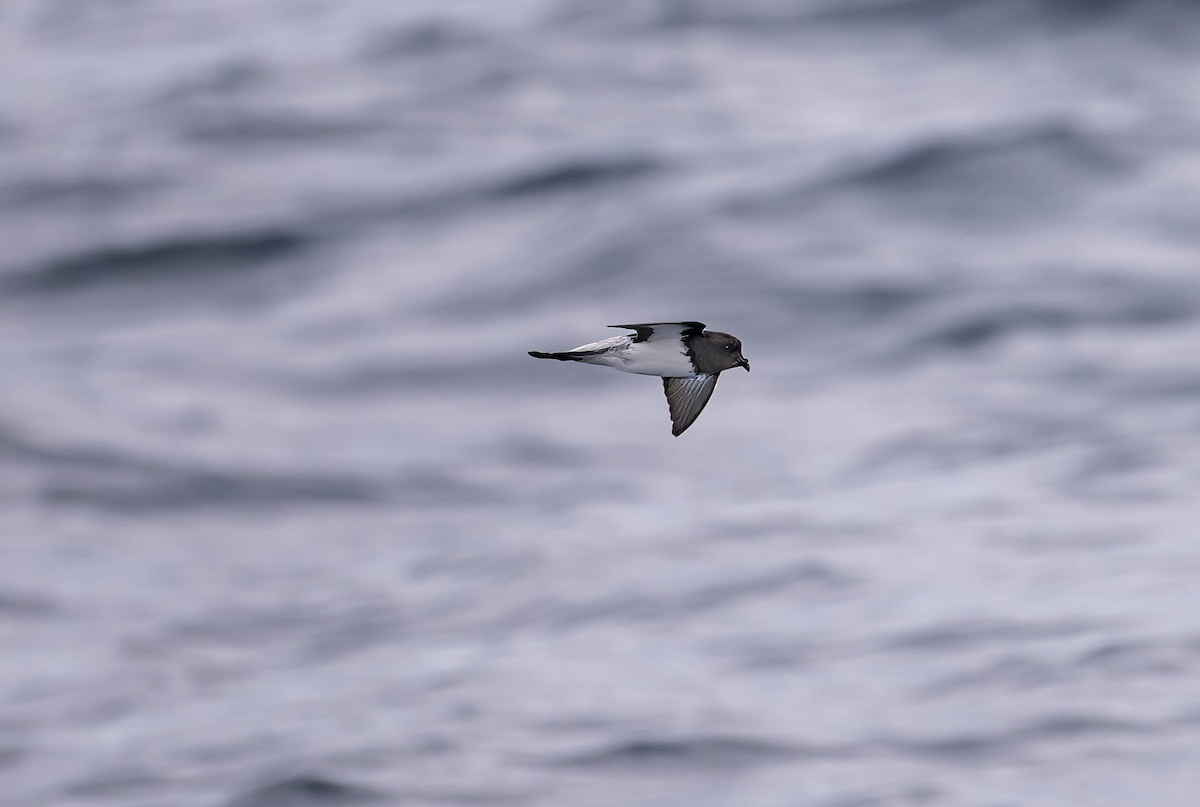 Gray-backed Storm-Petrel - ML613992483