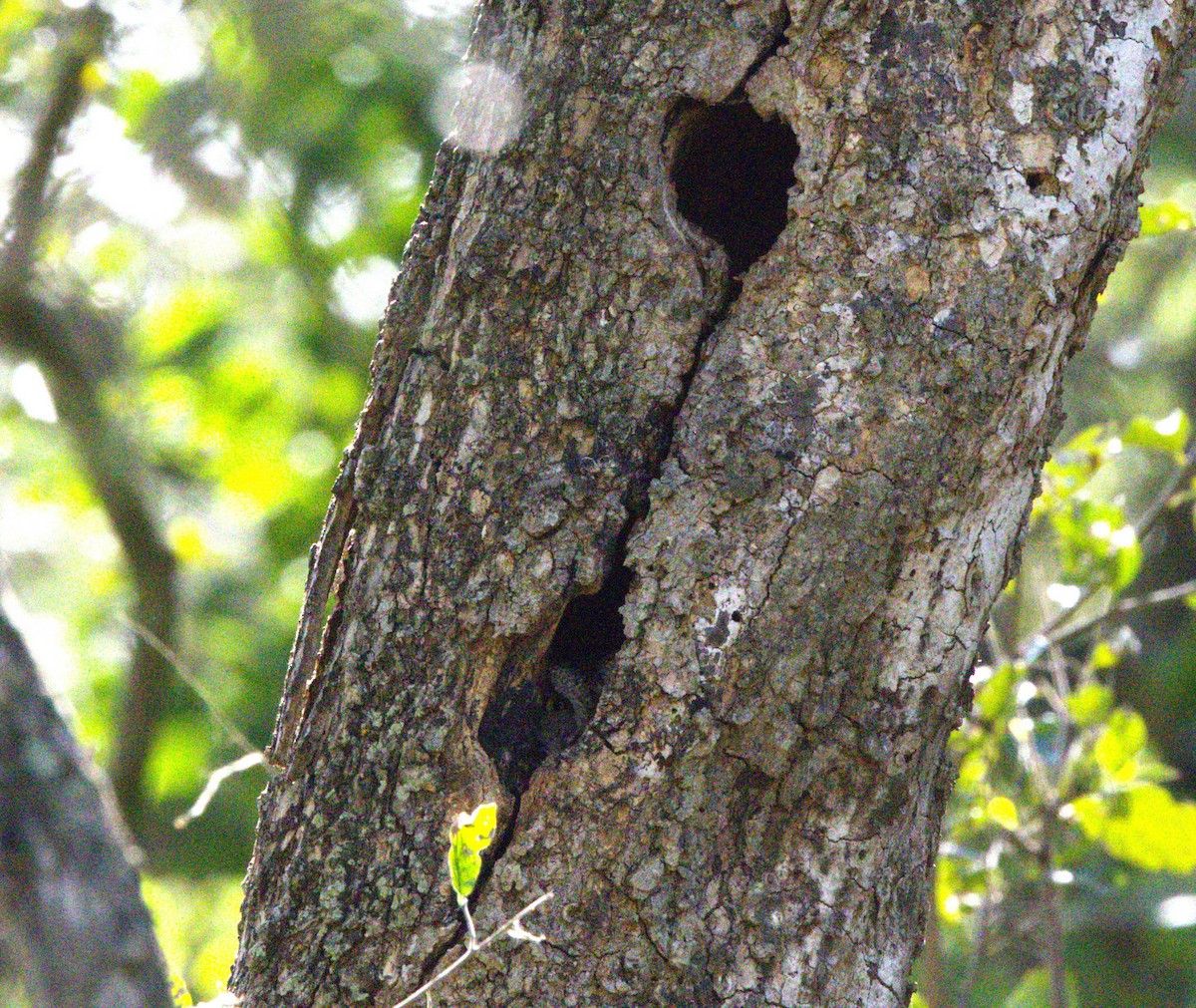 Eastern Screech-Owl - Kay Hawklee