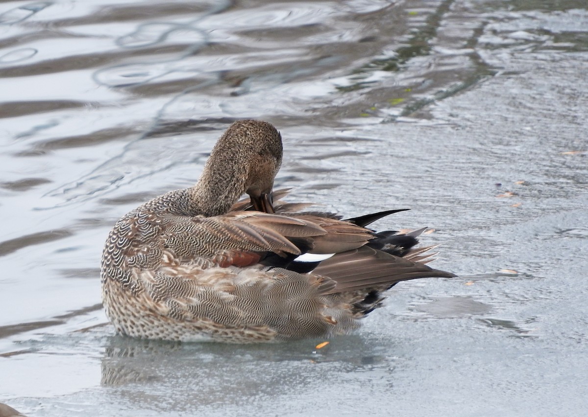 Gadwall - Mary Brown